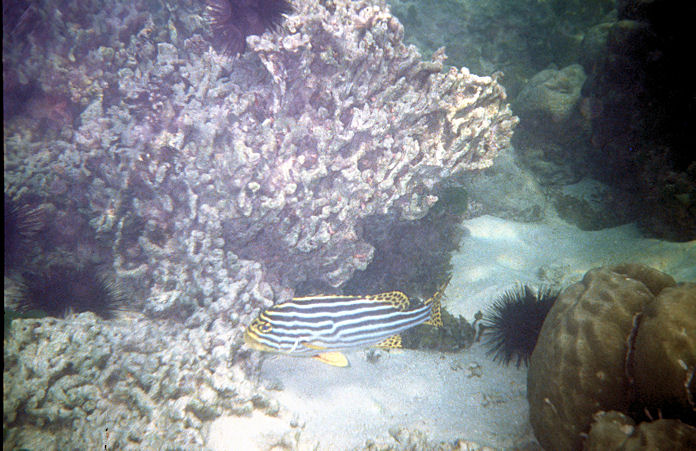 Seychellen Unterwasser-029.jpg